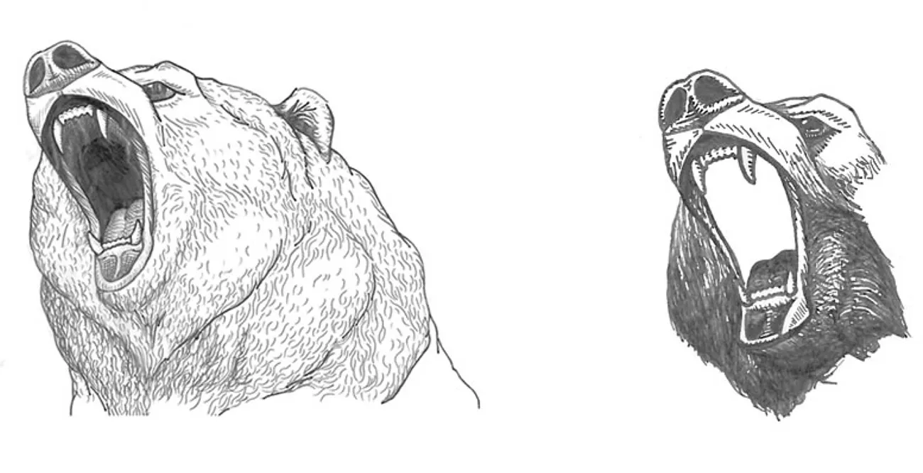 Great-Bear illustraion