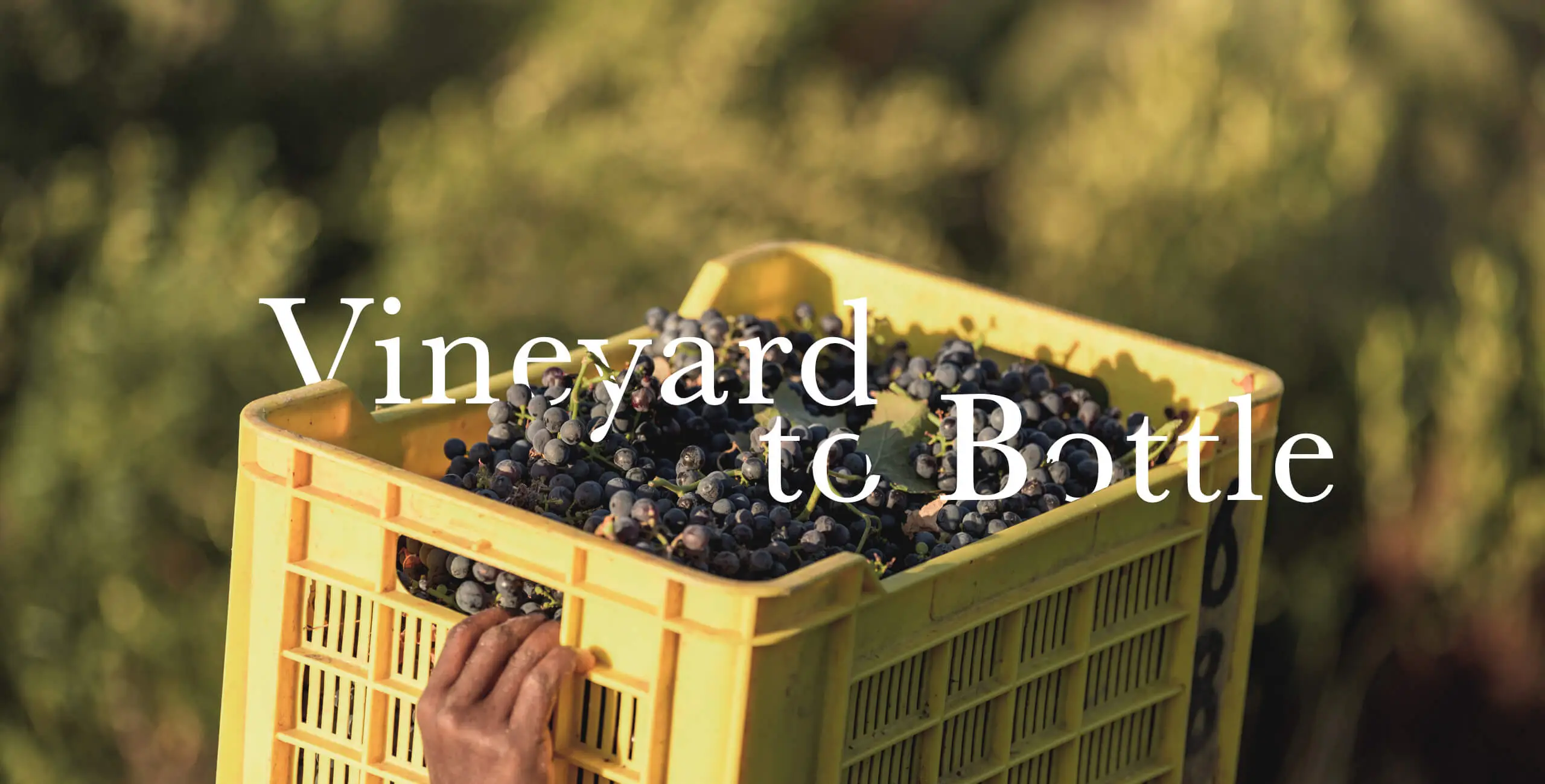Vineyard to Bottle Campaign