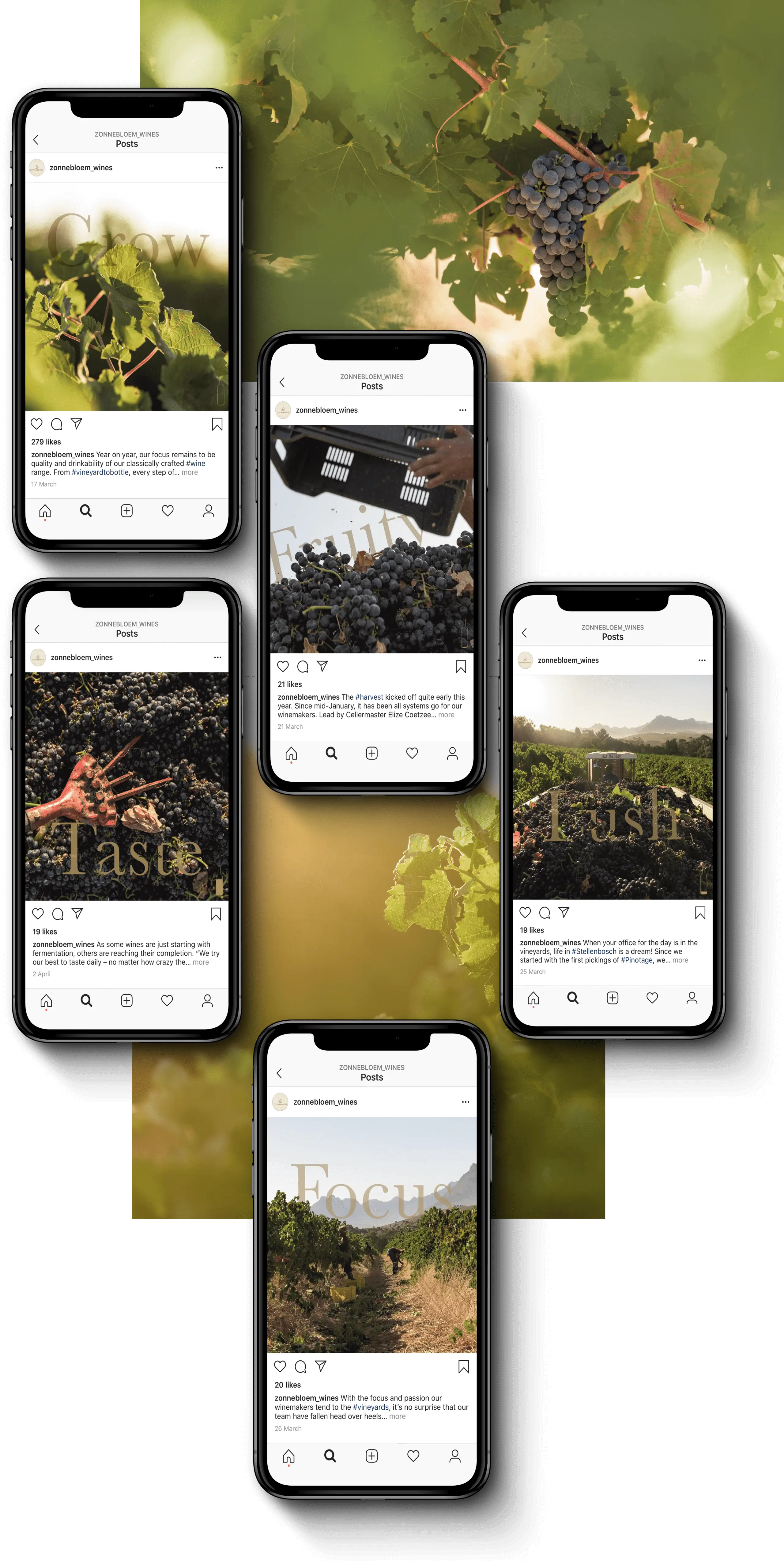 Zonnebloem's Vineyard to Bottle social media campaign by G2 as it would appear on iPhone