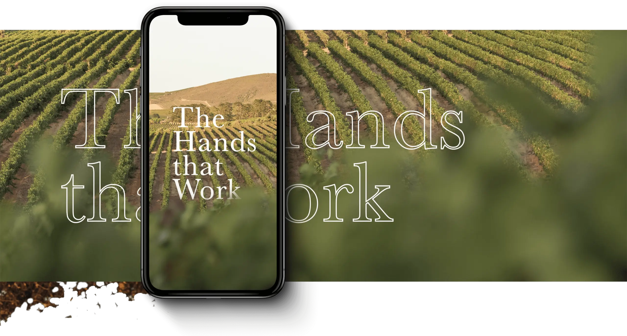 Zonnebloem Wines