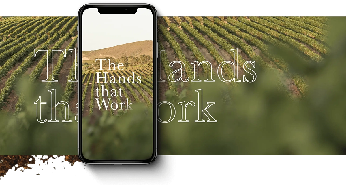 Vineyard to Bottle Campaign